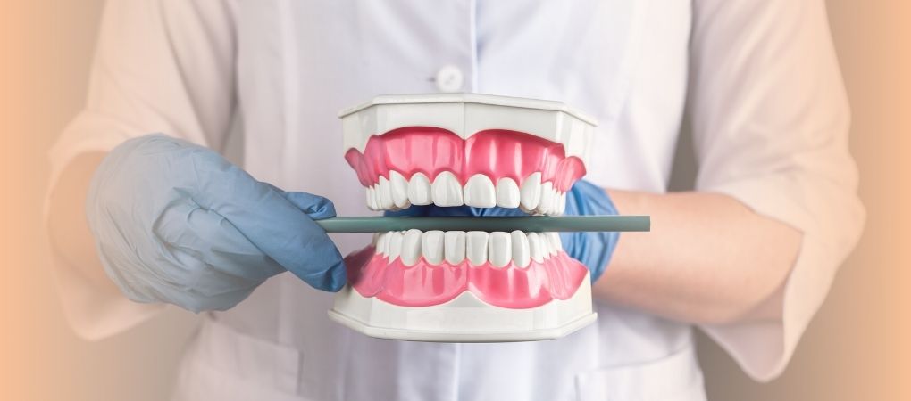 Dental occlusions Osteopedia il portale mondiale dell'osteopatia